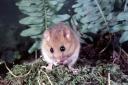 THE HUMBLE DORMOUSE: Could furry critters like this be the undoing of plans to extend Wenvoe Quarry? (Picture courtesy of the Woodland Trust archive)