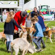 Hounds at the 2017 event (Picture: www.valeofglamorganshow.co.uk)