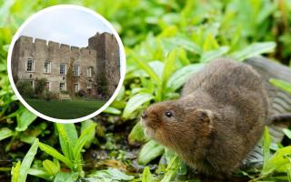 Fonmon Castle wants to reintroduce the water vole to the county