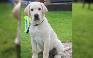 Meet Diffy the guide dog