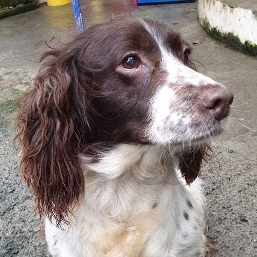 Barry And District News: Emma - five year old female Springer Spaniel.  Emma comes to us from a breeder.  She's a wonderful girl who has already started fussing and will roll on her back for belly tickles!  She showed signs of guarding her food and so will she