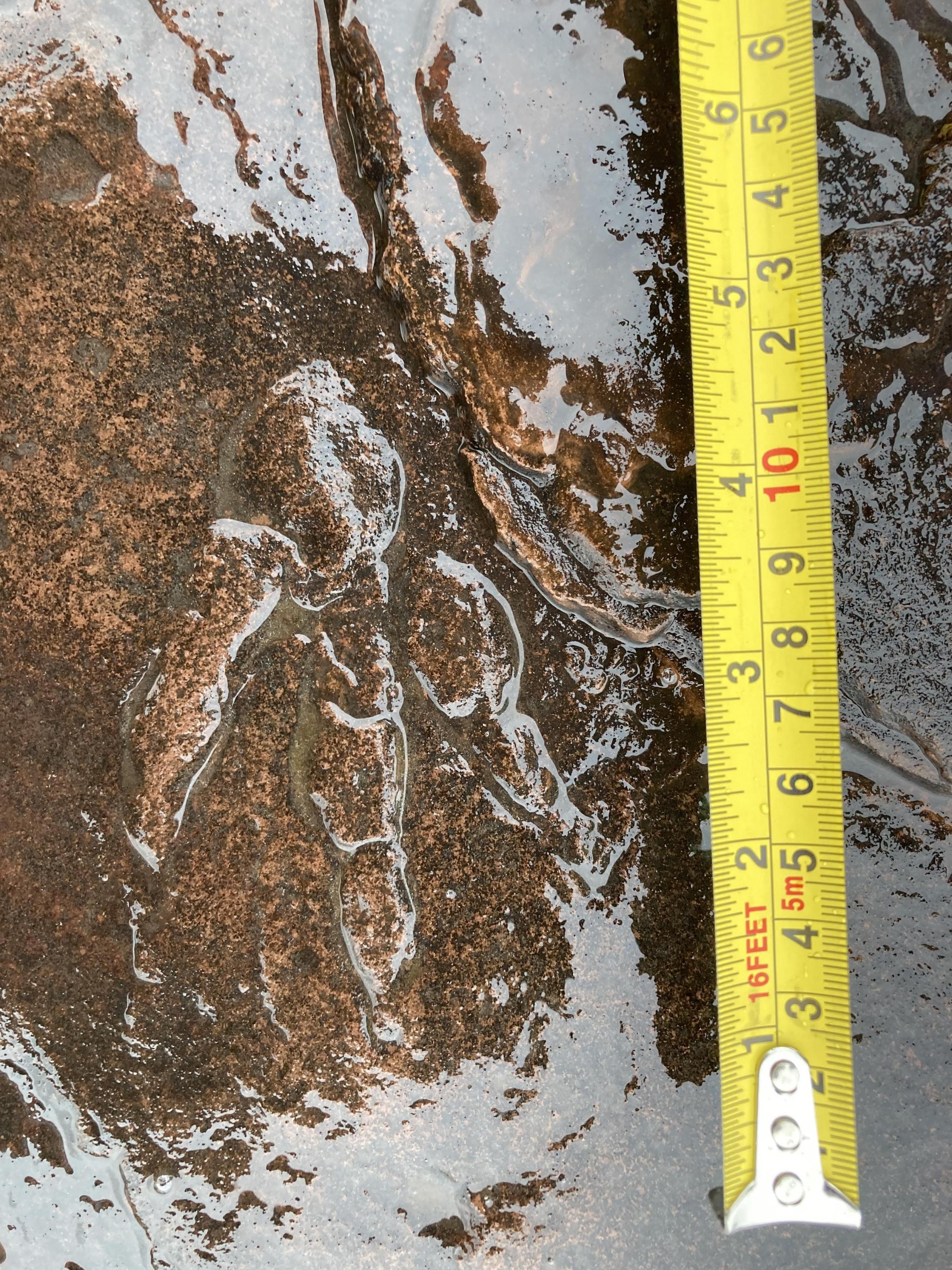 The dinosaur footprint/trace fossil discovered by Lily Wilder (Picture: Archaeology Cymru) 