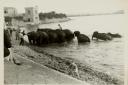 Circus elephants in Watchtower Bay, Barry, in 1953 (Taken by Eileen Norman, owned by Alison Wood and John Howells, featured in People's Collection Wales)