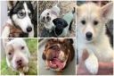 These 6 dogs are looking for forever homes from Many Tears Animal Rescue