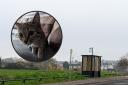 Two Kittens were rescued by RSPCA after dumped on a Barry bus stop