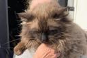 Teddy the cat was rescued by the RSPCA Llys Nini, Swansea and District Cats and South Wales Police.