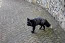 A 'silver fox', whose fur is almost black, is believed to be roaming the streets of Barry