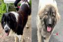 Council confirms over 80 dogs seized and 11 killed at animal sanctuary raid