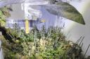 Police busted a cannabis cultivation