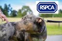 The RSPCA need more powers to protect animals, say Senedd members