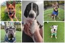 These dogs are looking for forever homes from Hope Rescue