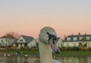 The cause of death of a swan on Knap Lake in Barry was found to be bird flu. Picture: A swan on Cold Knap in Barry taken by camera club member David Clemett