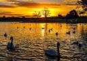 Photo taken in January of swans at Knap Lake (Picture: Vale of Glamorgan Camera Club member David John Clemett)