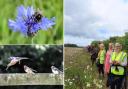People were invited to Model Farm to learn about it and the biodiversity on the land (Pictures: Maxine Levett)