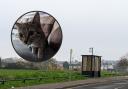 Two Kittens were rescued by RSPCA after dumped on a Barry bus stop