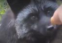 Two-year-old fox named Shadow has been found safe and well