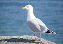 Seagulls were subject to horrible violence in Barry