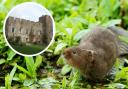 Fonmon Castle wants to reintroduce the water vole to the county