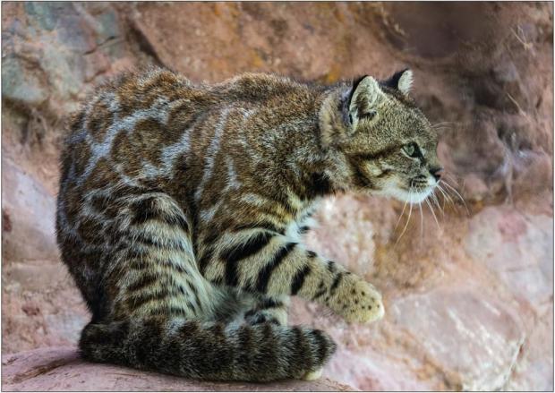 Barry And District News: Mountain cat in Peru
