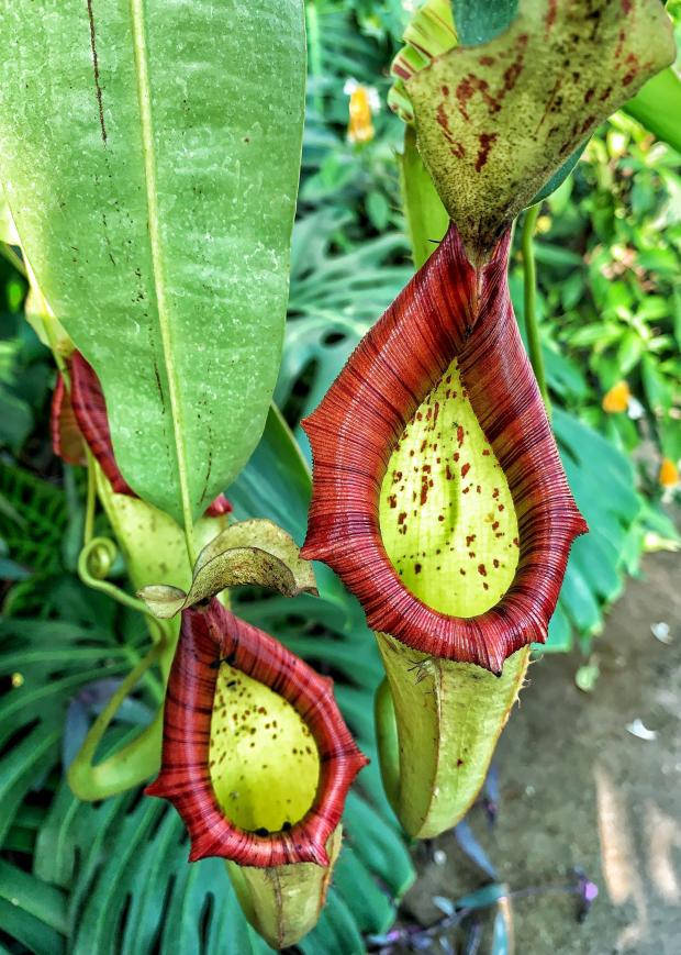 Barry And District News: Pitcher plant