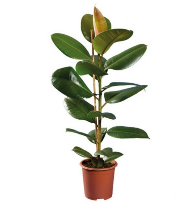 Barry And District News: Green Houseplants (Lidl)