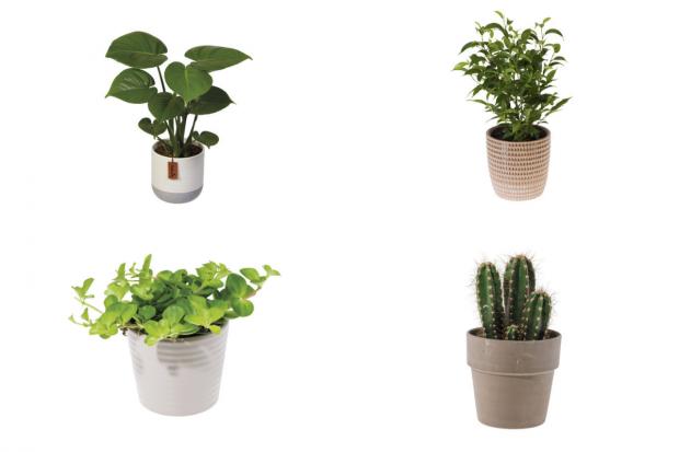 Barry And District News: Houseplants (Lidl)