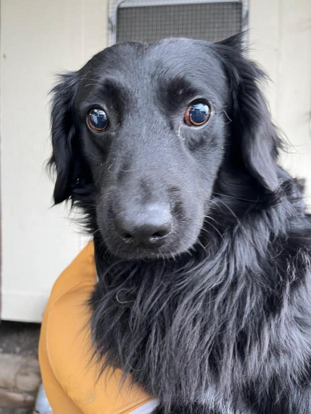 Barry And District News: Josh - 2 years old, male, Collie. Josh is a very worried boy and sadly he is also visually impaired. He will need a kind dog in his new home who can help guide him and help him settle in.