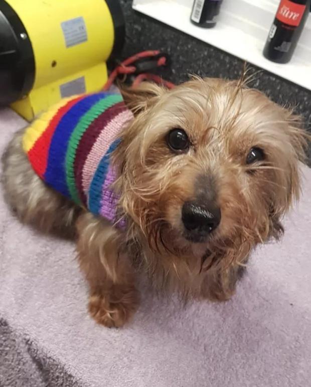 Barry And District News: Amble - 8 years old, male, Yorkshire Terrier. Amble is a total delight and loves to jump all over you for fuss and attention. He is super comical and so very sweet. He can be quite nervous when away from other dogs so he will need another dog in his new