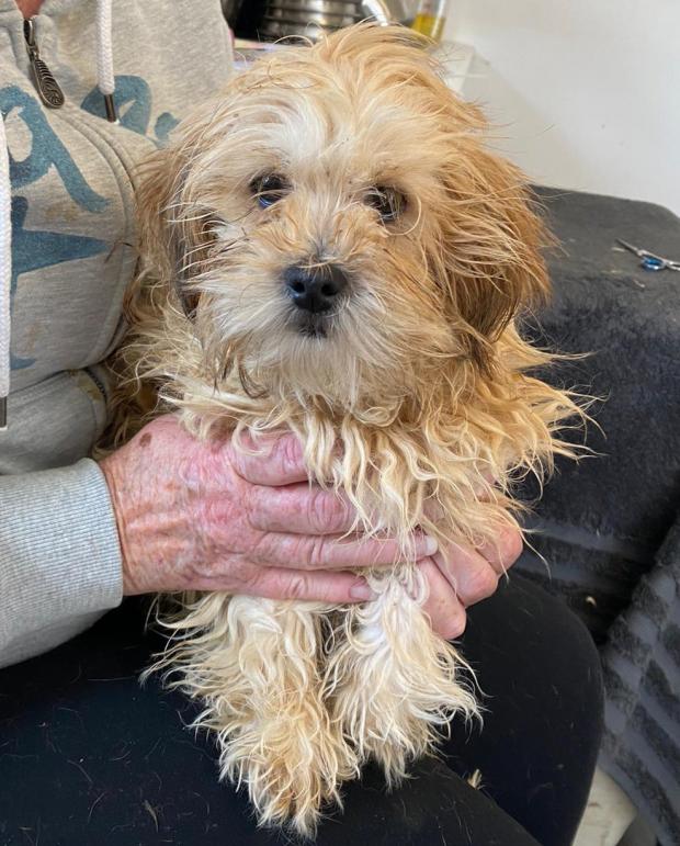 Barry And District News: Sponge - 7 months old, male, Cavachon. Although he's just a puppy, Sponge is very worried and overwhelmed to find himself here and is a really scared little boy. He will need a calm and quiet home where there is another dog who can be his friend and