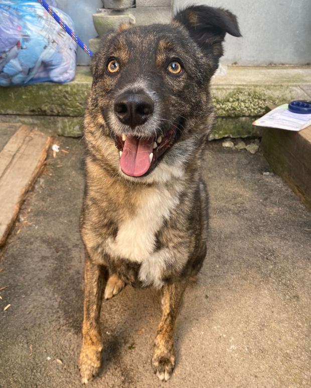 Barry And District News: Charlie - one year old, Male, cross breed. Charlie is a young boy who was originally adopted a little while ago, but has come back to us as he is very high energy and excitable, which can lead to him being reactive towards other dogs. He is looking for