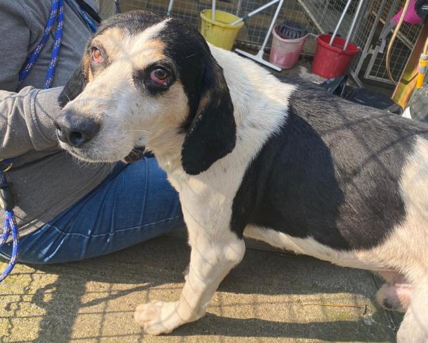 Barry And District News: Ever - 10 years old, Male, Foxhound. Ever is an older gentleman who is the most gentle and loving dog. He has come to us from a breeder and has clearly been through a lot in his life and is covered in scars, but he is the sweetest soul with the loveliest
