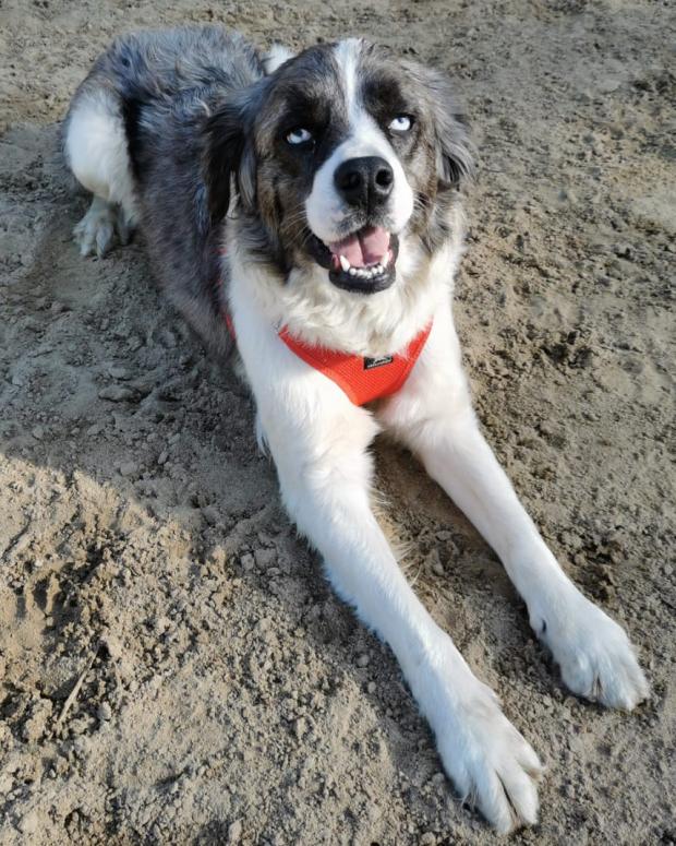 Barry And District News: Hendy - two years old, Female, Newfoundland Cross. Hendy is a strikingly beautiful dog who has come to us from a breeder. When she arrived she was quite shy and worried, but in a short space of time she has really started to come out of her shell. She