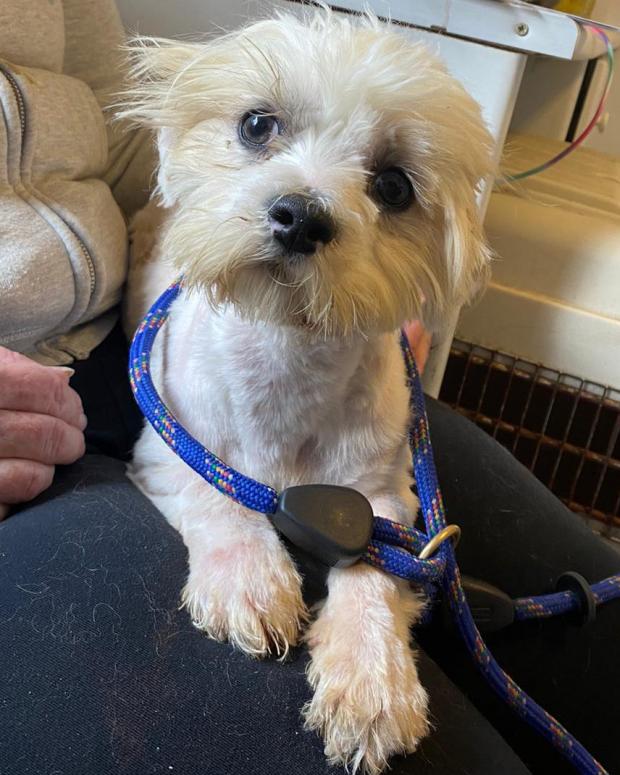 Barry And District News: Cliff - seven months old, Male, Shih Tzu Cross. Cliff has come to us from a breeder and is a nervous boy but does get very excited to see you, so we don't think it will take him too long to settle into life in a home. He would like to have another