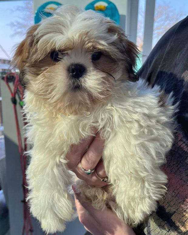 Barry And District News: Earl - 11 weeks old, Male, Maltese cross Shih Tzu. Earl is a happy and playful little puppy who very sadly has come to us as he is blind. This doesn't slow him down and he doesn't realise that he's different from any other puppy. He loves to