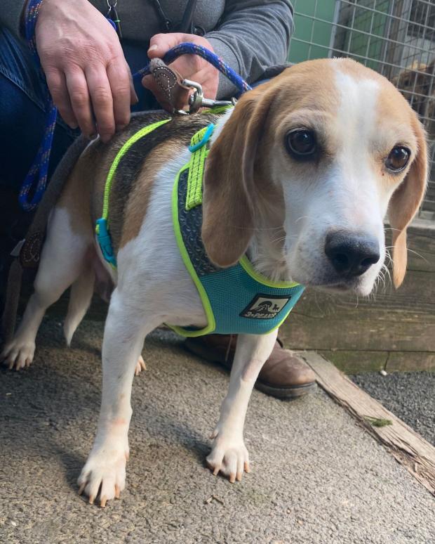 Barry And District News: Marine - six year old, female, Beagle.  Navy comes to us from a breeder and is the sweetest of girls.  She is quite shy at the moment so will need another confident dog in her new home to help her settle in.  She began to learn everything.
