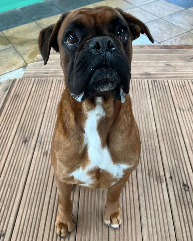 Barry And District News: Del Boy - three years old, Male, Boxer. Del Boy is an incredibly sweet and loving boy who is just a total bundle of fun! He can already walk on a lead but has never lived in a home so will need to learn about home life and house training. He would like