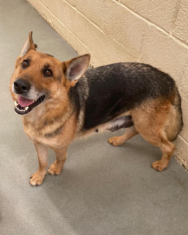 Barry And District News: Carmen - five years old, Female, German Shepherd. Carmen loves people and is keen to say hello to anyone she meets, in the right circumstances she could be homed as an only dog. When she arrived with us she had a very swollen spleen which was immediately