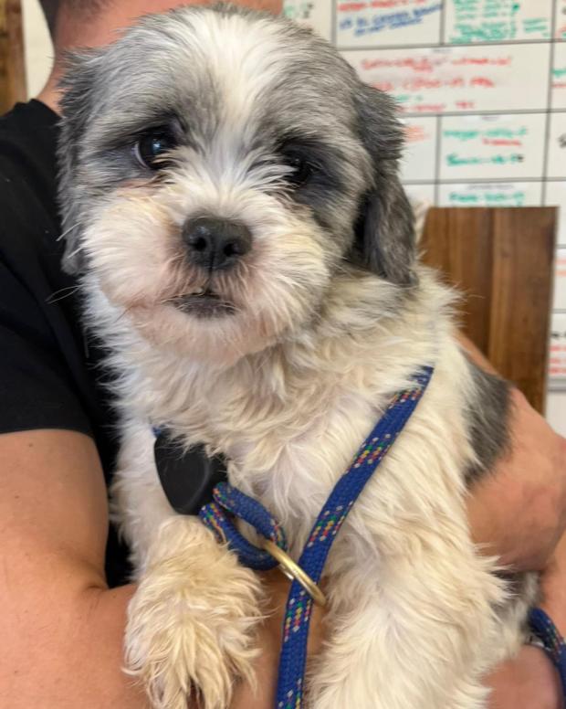 Barry And District News: Thimble - two years old, Female, Shih Tzu. Thimble has come to us from a breeder and is absolutely terrified. She has seen nothing of the outside world and is finding it all a bit overwhelming and very scary. She will need another confident dog in her