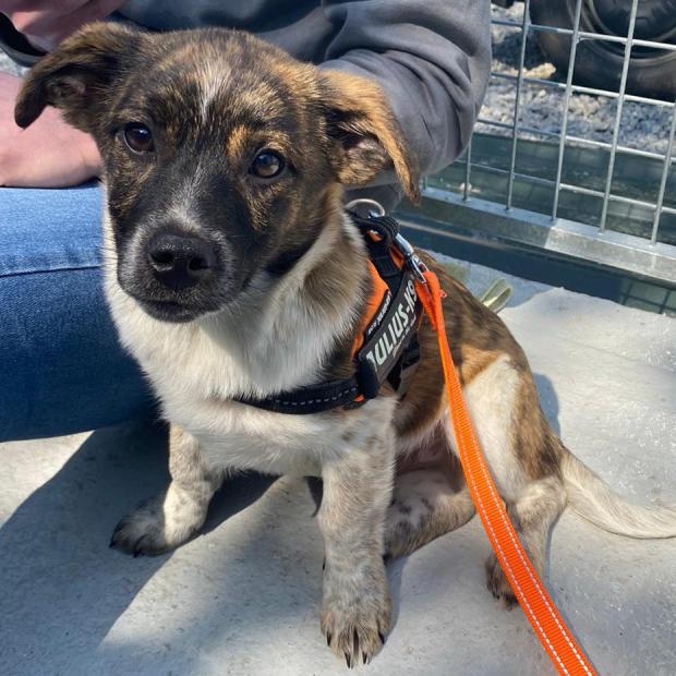 Barry And District News: Pea - four months old, male, cross breed. Pea has come to us from Romania alongside his mum and four siblings. Since arriving with us he has really started to come out of his shell and just loves to have lots of cuddles and fuss! He also really loves to