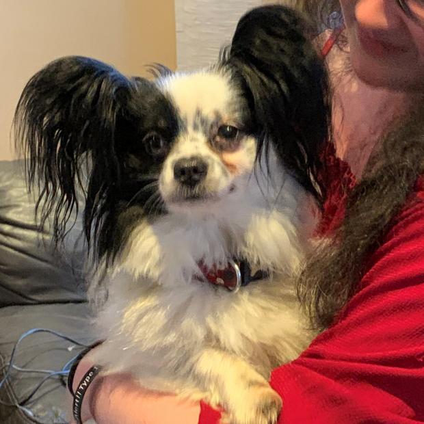Barry And District News: Bobby - eight years old, male, Papillon and Tucker - four years old, male, Papillon. Bobby and Tucker have come to us from a home as unfortunately their owner no longer had time for them so made the heartbreaking decision to part with them. They are