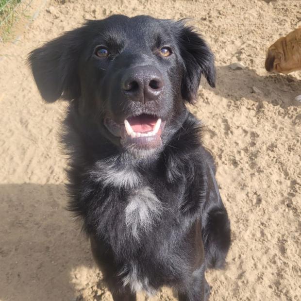 Barry And District News: Potato - one year old, male, cross breed. Potato originally came to us from Romania as a puppy but was sadly returned to us as he didn't settle in his new home. Potato can be very unsure of men and can also be reactive on walks. He will need an