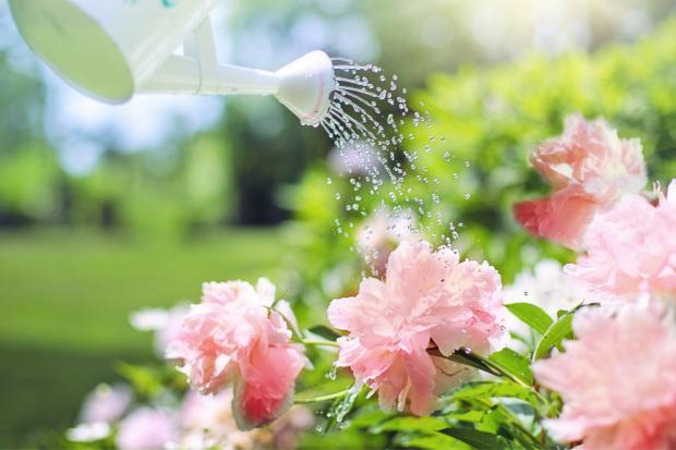 Barry And District News: A watering can watering some pink flowers. Credit: Canva