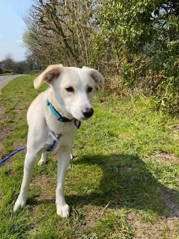 Barry And District News: Caleb - one year old, male, cross breed. Caleb is a worried boy who will need a calm and quiet home with someone who has the time and patience to help him blossom into a well rounded boy