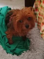 Barry And District News: Mollie - four years old, female, Yorkshire Terrier. Mollie is in foster in Devon. She is a very scared girl who is looking for a calm and quiet, experienced home