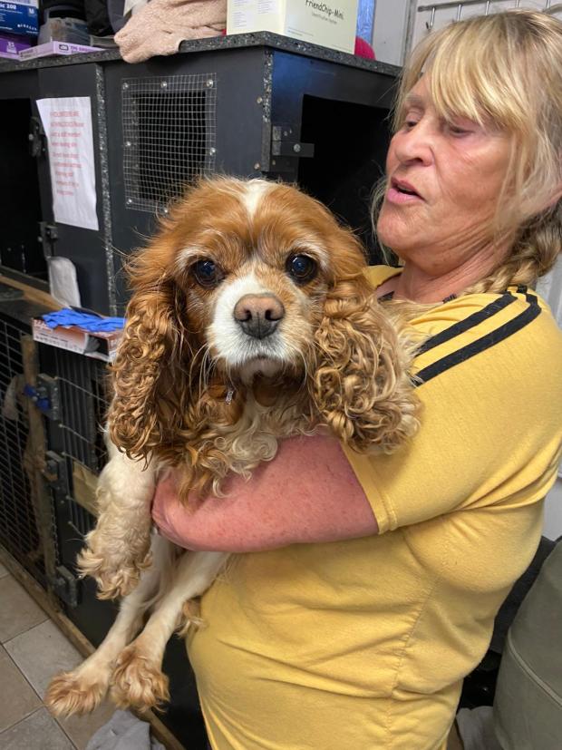 Barry And District News: Skyla - 8 year old, female, Cavalier. Walter - three year old, male, Cavalier. Skyla is a stunningly beautiful little Cavalier who has come from her breeder to find her forever home. Walter is a little lame on one of his front legs but this doesn’t