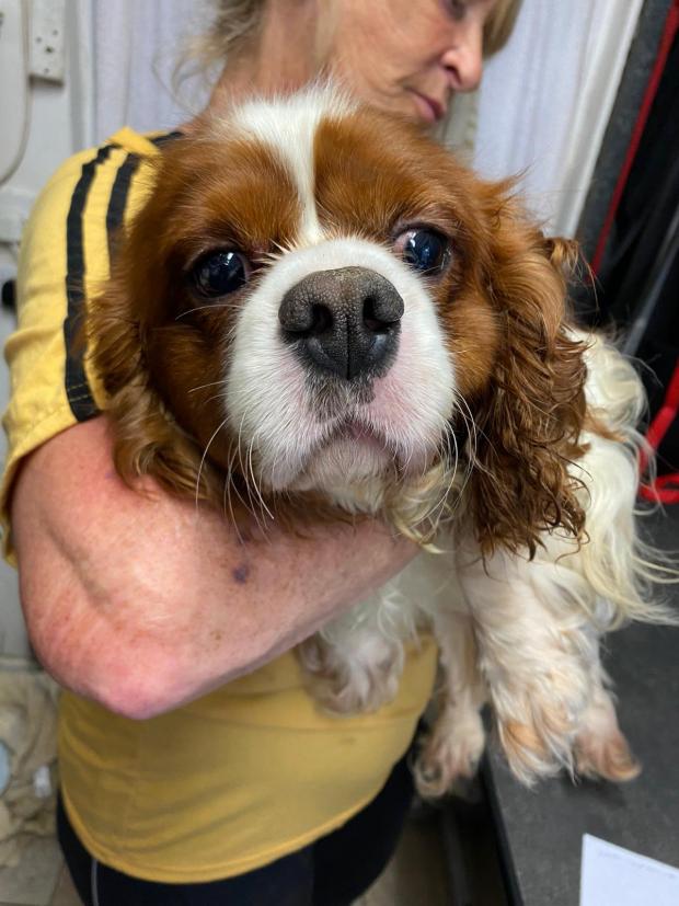 Barry And District News: Skyla - 8 year old, female, Cavalier. Walter - three year old, male, Cavalier. Skyla is a stunningly beautiful little Cavalier who has come from her breeder to find her forever home. Walter is a little lame on one of his front legs but this doesn’t