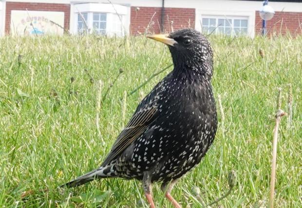 Barry And District News: European Starling. Picture: Colin Edmunds