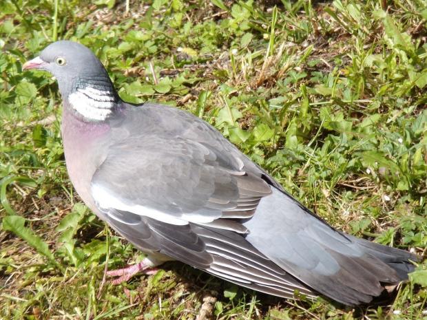 Barry And District News: Wood pigeon. Picture: Gwyn Elfred Morgan