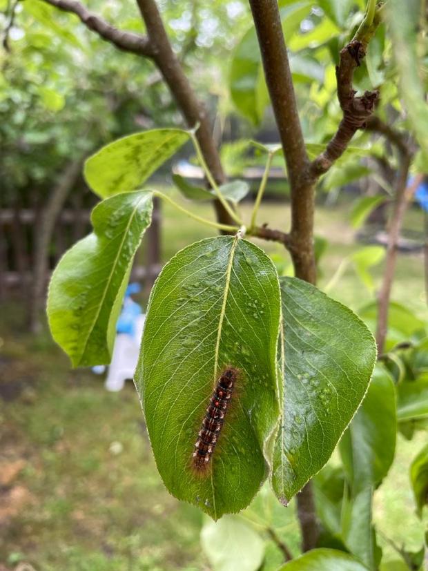 Barry And District News: Caterpillar rash caused by brown tail moth caterpillar. (SWNS)