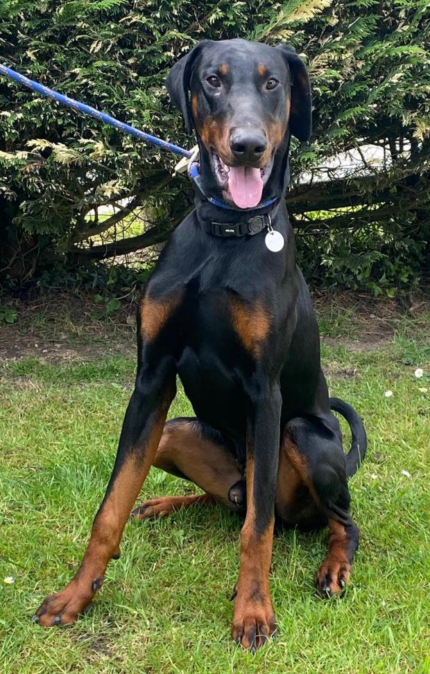 Barry And District News: Monty - 10 month old, male, Doberman. Monty was adopted from us at 12 weeks old and found a lovely home, unfortunately he did start to display some fear based behaviour issues and his adopters made the difficult decision to return him. He will need a